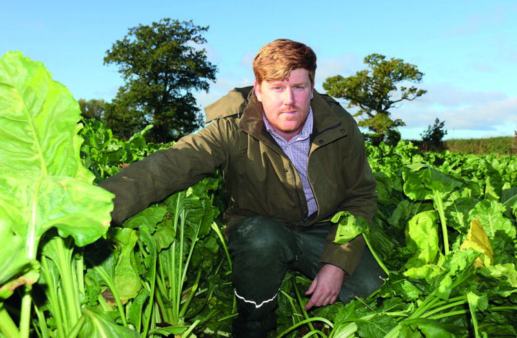 Fodder beet could be popular choice this spring