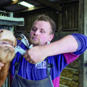 Grants on offer for animal health and welfare equipment
