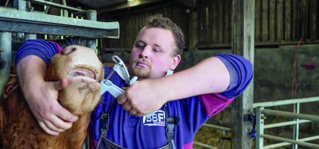 Grants on offer for animal health and welfare equipment