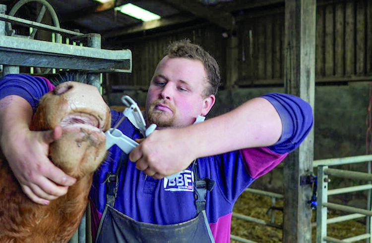 Grants on offer for animal health and welfare equipment