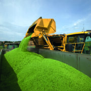 How satellite imagery could revolutionise pea harvest
