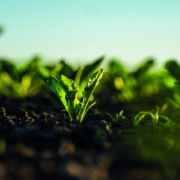 Management tips for sugar beet following wet spring