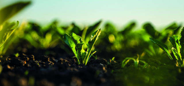 Management tips for sugar beet following wet spring