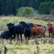 Cattle at higher risk of liver fluke problems