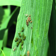 ‘Perfect storm’ warning for BYDV this spring