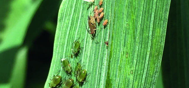 ‘Perfect storm’ warning for BYDV this spring