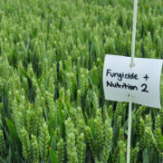 Milling wheat ‘likely to need nitrogen top-up’