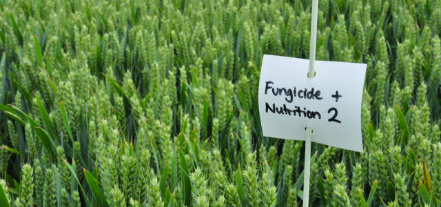 Milling wheat ‘likely to need nitrogen top-up’