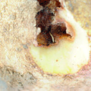 Wet soils increase potato pest threat