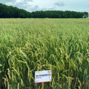 Renewed focus on hybrid rye in arable rotations
