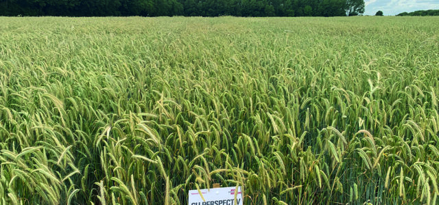 Renewed focus on hybrid rye in arable rotations