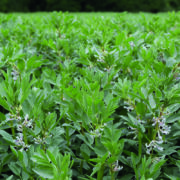 Pioneering pulse project enters second year