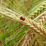 Latest arable pest management tool unveiled