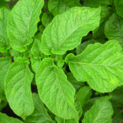 Emergency  application to combat key potato viruses