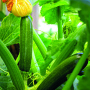 Trials give fresh hope for sustainable wheat yields