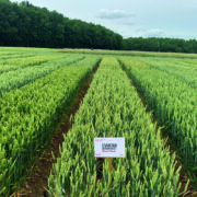 Could Bamford redefine the UK soft wheat sector?