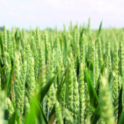 New hard wheat varieties bring security for growers