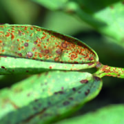 How to protect your pulse crops against disease risk
