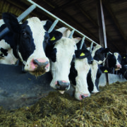 Premiums needed for changing milk market