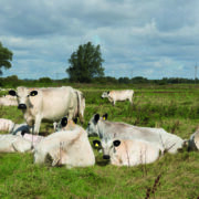 How healthy animals can help combat climate crisis