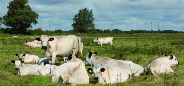 How healthy animals can help combat climate crisis