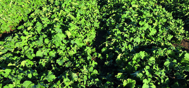 How to fight back against cabbage stem flea beetle