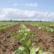 Positive changes benefit sugar beet growers