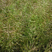 New oilseed rape variety delivers on promise in trials