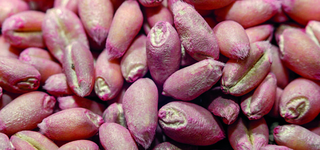 Check ‘over-wintered’ wheat seed before autumn drilling
