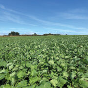 Silicon volley counters flea beetle