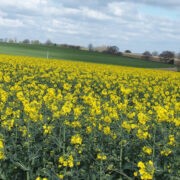 Plant growth regulator rewrites rules on rape