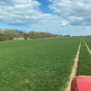 Revealed: Secret of success for late drilled second wheat