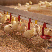 Attention to detail ensures top broiler performance