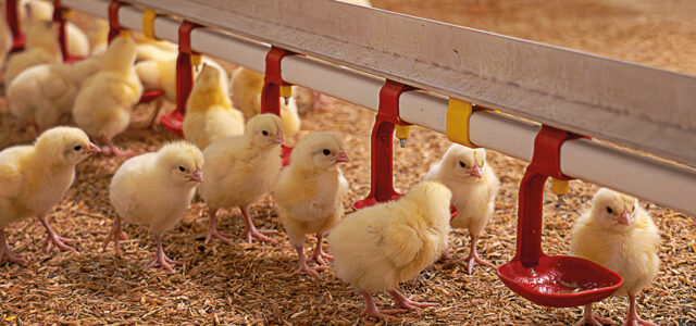 Attention to detail ensures top broiler performance