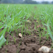 Pay attention to grassweed control this autumn