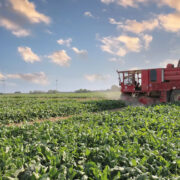 2024 sugar beet campaign is ‘performing well’