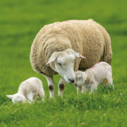 Ewe supplements promise return on investment