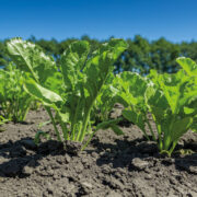 We have seed available, say sugar beet breeders