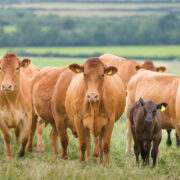 Artificial intelligence could ‘transform UK beef sector’