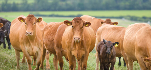 Artificial intelligence could ‘transform UK beef sector’