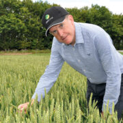 Top tips to get the best from late-drilled winter wheat