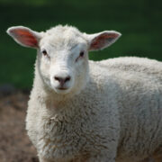 Liver fluke lateral flow test is way forward