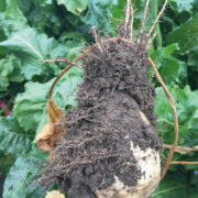 Urgent call for soil testing to tackle beet cyst nematode