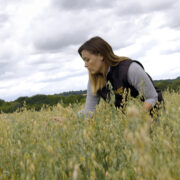 Record-breaking spring oat delivers bumper yield