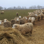 Stay vigilant for liver fluke this winter