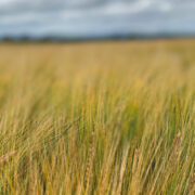 6 steps to better spring barley yields