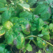 Biostimulants provide boost against blight