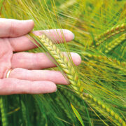 Malting and distilling promotion for barleys