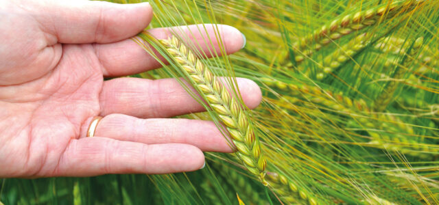 Malting and distilling promotion for barleys