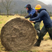 How bale grazing can halve beef suckler housing costs